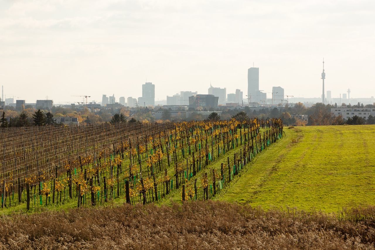 Regionalpark Drei Anger Floridsdorf-Weinbergstraße Landschaftsbild des Regionalparks Drei Anger in Floridsdorf: im Vordergrund Weinberge, am Horizont die Skyline der Stadt